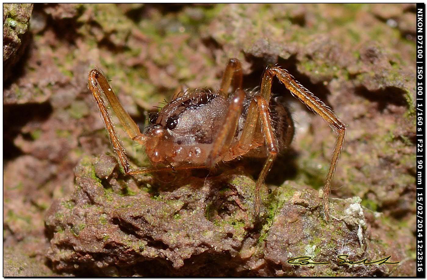 Scytodes velutina - Alghero (SS)